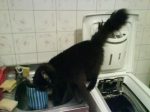He helped with the dishes :) 